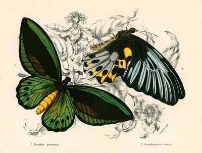 Schmetterlinge von English School