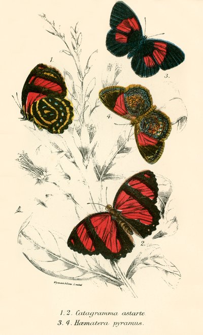 Schmetterlinge von English School