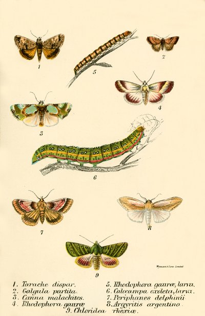 Schmetterlinge von English School