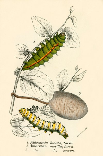 Schmetterlinge von English School