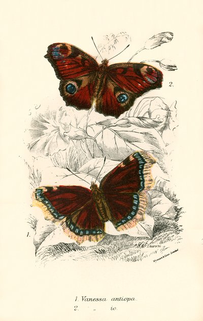 Schmetterlinge von English School