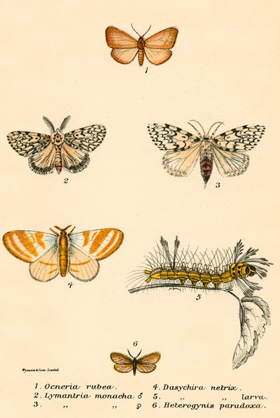 Schmetterlinge von English School