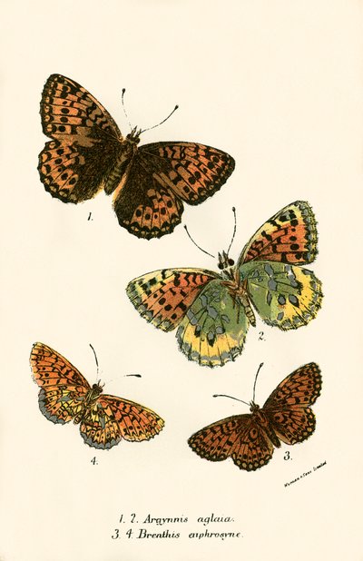 Schmetterlinge von English School