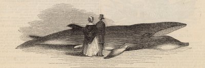 Walfang vor Deptford Pier: der Wal von English School