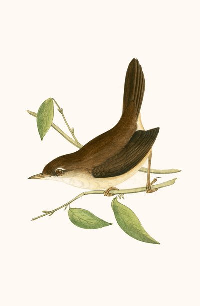 Cettisänger, Illustration aus 