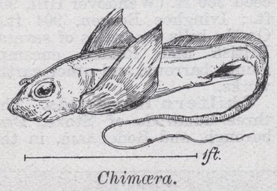 Chimäre von English School