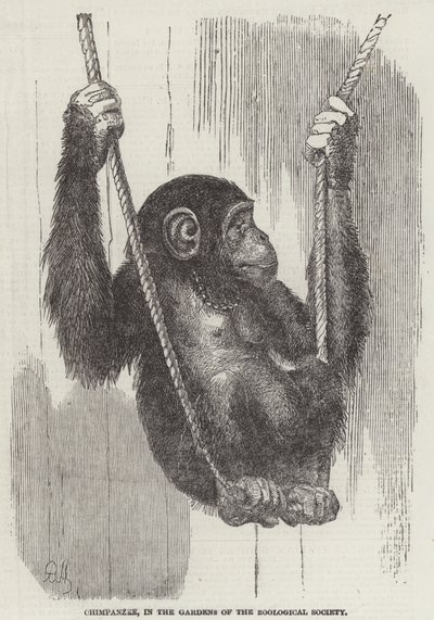 Schimpanse in den Gärten der Zoologischen Gesellschaft (Gravur) von English School