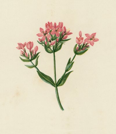Gewöhnlicher Tausendgüldenkraut, Erythraea Centaurium von English School