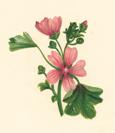 Gewöhnliche Malve, Malva Sylvestris von English School