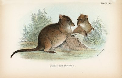 Gewöhnliches Rattenkänguru von English School
