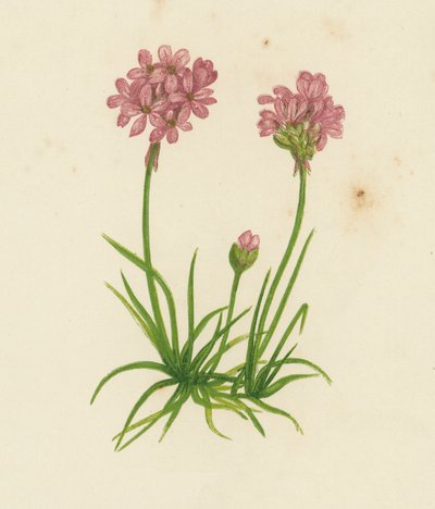 Gewöhnliches Grasnelke, Statice Armeria von English School