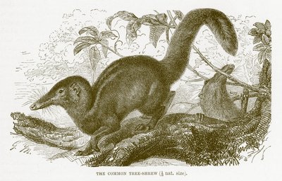 Gewöhnlicher Spitzhörnchen, Illustration aus The Royal Natural History von English School