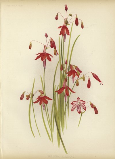 Korallentropfen von English School