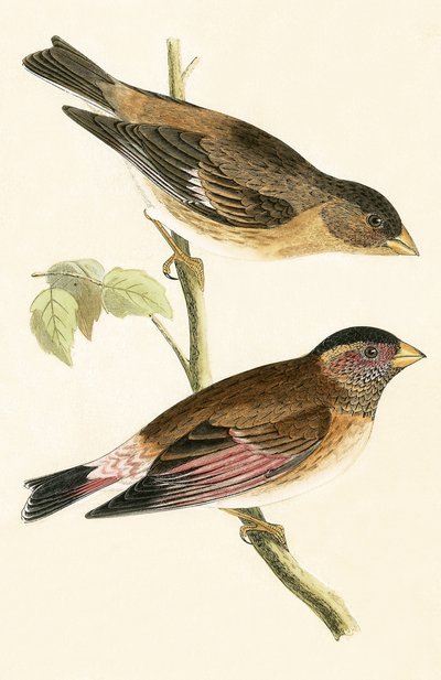 Purpurflügeliger Grosbeak, Illustration aus 