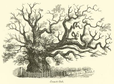 Crouch Oak von English School