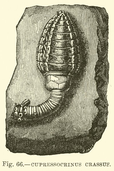 Cupressocrinus crassus von English School