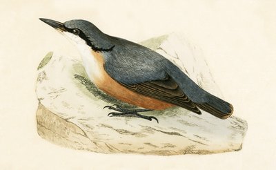 Dalmatinische Kleiber, Illustration aus 