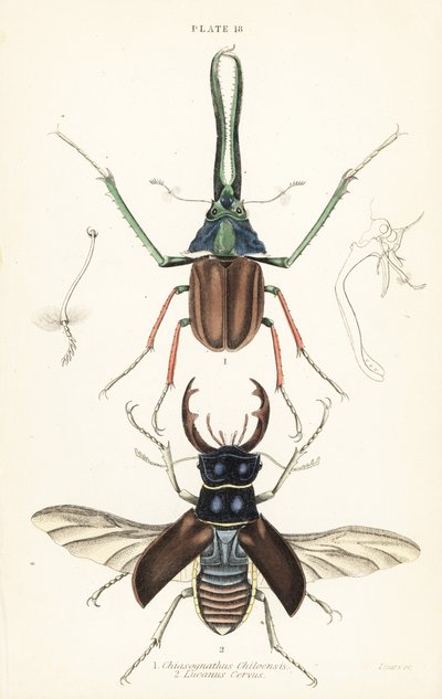 Darwins Käfer, Grants Hirschkäfer oder der chilenische Hirschkäfer, Chiasognathus grantii 1, und europäischer Hirschkäfer, Lucanus cervus 2 von English School
