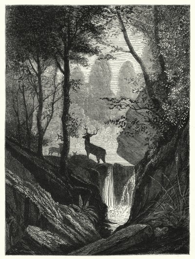 Hirsche im Wald (Stich) von English School