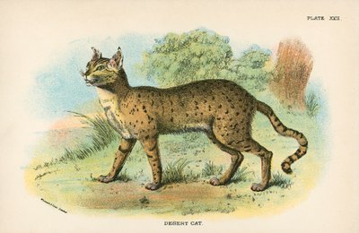 Wüstenkatze von English School