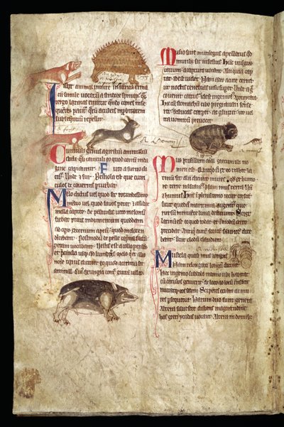 Hund jagt ein Stachelschwein, Fuchs jagt ein Kaninchen, Katze jagt eine Maus etc., englisches Bestiarium, frühes 13. Jahrhundert von English School