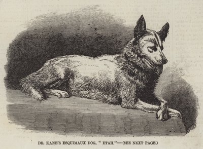 Dr. Kanes Eskimohund „Etah“ (Gravur) von English School