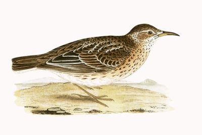 Duponts Lerche, Illustration aus 