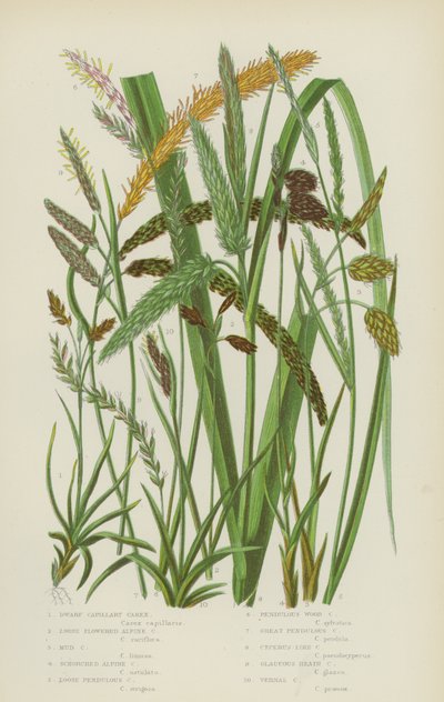 Zwerg-Segge, Lockerblütige Alpen-Segge, Schlamm-Segge, Verbrannte Alpen-Segge von English School