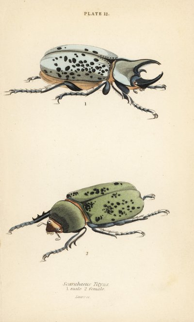 Östlicher Herkuleskäfer, Dynastes tityus, männlich und weiblich von English School