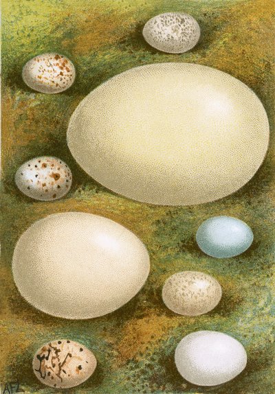 Eier von English School