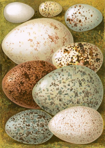 Eier von English School