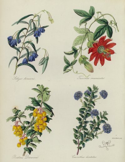 Englischer Blumengarten: Sollya linearis, Tacsonia manicata, Berberis Darwinii, Ceanothus dentatus von English School