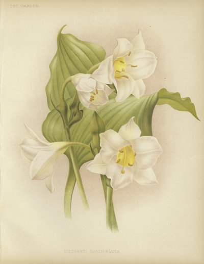 Eucharis sanderiana von English School