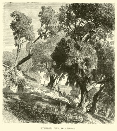 Immergrüne Eichen bei Sciacca von English School