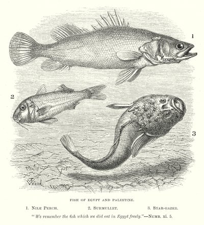 Fische von Ägypten und Palästina von English School