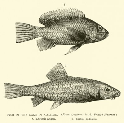 Fische des Sees Genezareth von English School