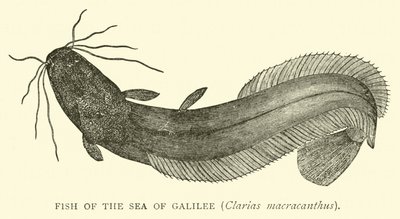 Fisch des Sees Genezareth, Clarias macracanthus von English School