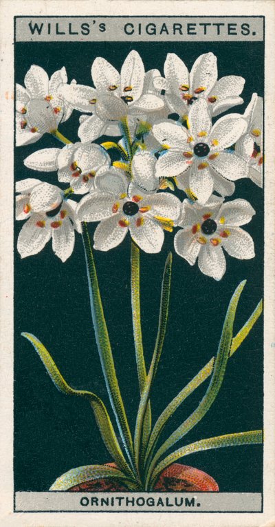 Blumenkultur in Töpfen: Ornithogalum von English School