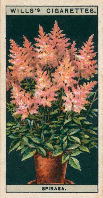 Blumenkultur in Töpfen: Spiraea von English School