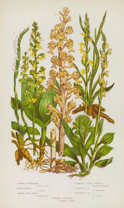 Blühende Pflanzen Großbritanniens: Zweiblättrige Waldhyazinthe, Herzblättrige Waldhyazinthe, Gemeines Vogelnest, Wohlriechende Spiranthes, Sommer-Spiranthes, Hängende Spiranthes, Kriechende Goodyera von English School