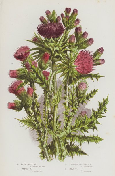 Blühende Pflanzen Großbritanniens: Nickende Distel, Gewellte Distel, Schlankblütige Distel, Mariendistel von English School