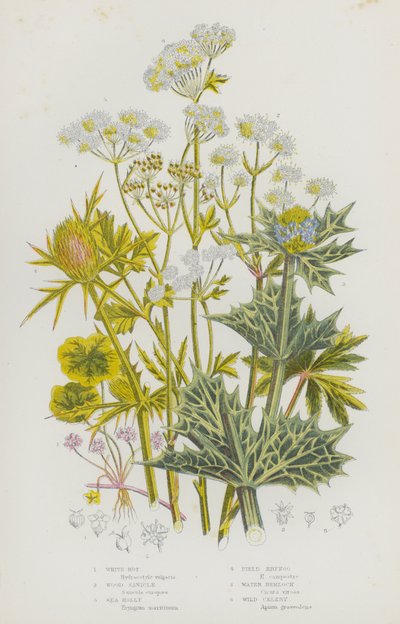 Blühende Pflanzen Großbritanniens: Weißfäule, Wald-Sanikel, Meeres-Stechpalme, Feld-Mannstreu, Wasser-Schierling, Wilder Sellerie von English School
