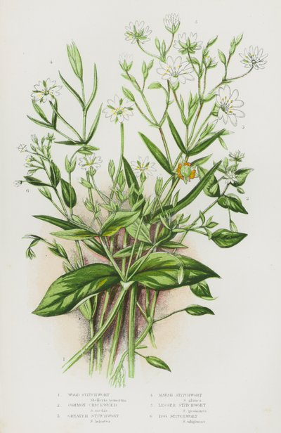 Blühende Pflanzen Großbritanniens: Wald-Sternmiere, Gemeine Vogelmiere, Große Sternmiere, Sumpf-Sternmiere, Kleine Sternmiere, Moor-Sternmiere von English School
