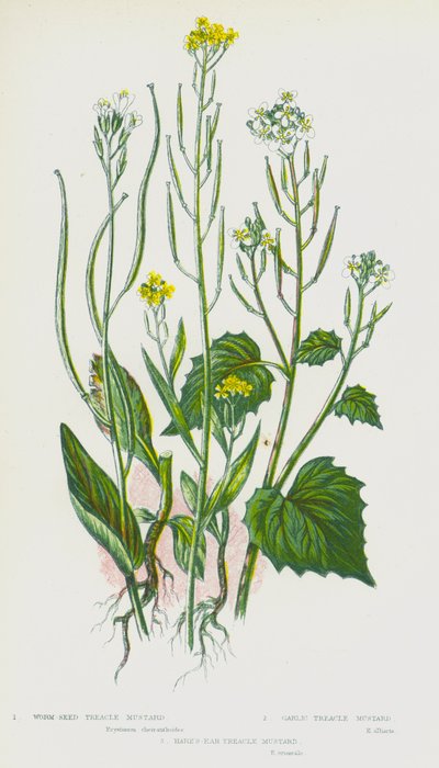 Blühende Pflanzen Großbritanniens: Wurmsamen-Treacle-Senf, Knoblauch-Treacle-Senf, Hasenohr-Treacle-Senf von English School