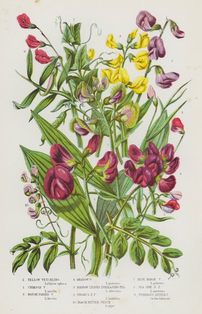 Blühende Pflanzen Großbritanniens: Gelbe Platterbse, Purpur-Platterbse, Rauhschotige Platterbse, Wiesen-Platterbse, Schmalblättrige Platterbse, Breitblättrige Platterbse, Schwarze Bitter-Platterbse, Blaue Sumpf-Platterbse, Küsten-Platterbse, Knollige Bi von English School
