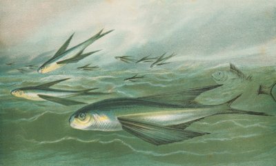 Fliegende Fische von English School