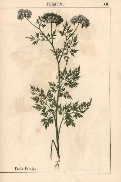 Narrenpetersilie Aethusa cynapium, aus 