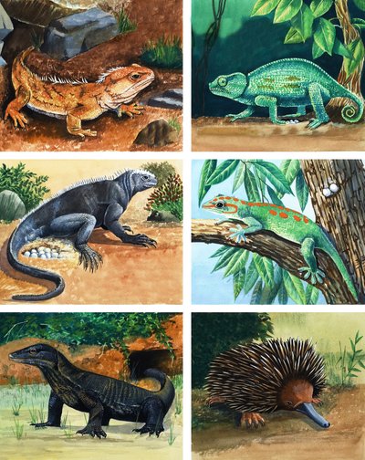 Vierbeinige Tiere, die Eier legen von English School