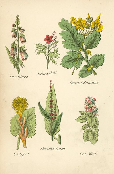 Fingerhut, Storchschnabel, Große Schöllkraut, Huflattich, Spitzwegerich, Katzenminze von English School