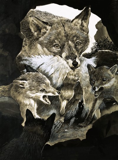 Fuchs bringt seinen Jungen Nahrung von English School